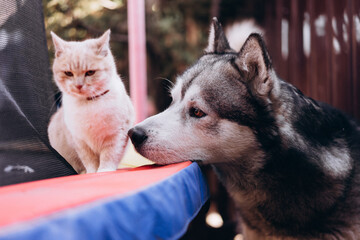 ginger cat walks on a trampoline and dog Alaskan malamute, funny animals