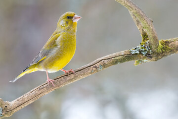 Grünfink - Grünling 