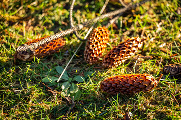 Pine cones lying on the grass on a sunny winter day