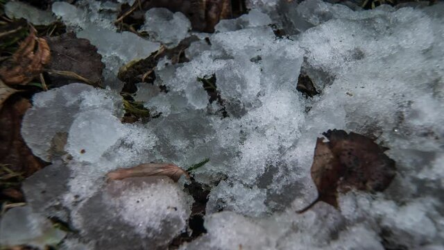 Macro time-lapse shot of shiny melting snow particles turning into liquid water and unveiling green grass and leaves. Change of season from winter to spring in the forest.