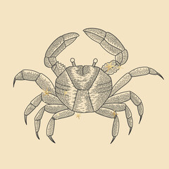 vintage vintage retro engraving style. zodiac sign and astrology. printing on gold foil