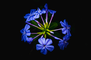 Cape leadwort or plumbago auriculata flowers on natural background