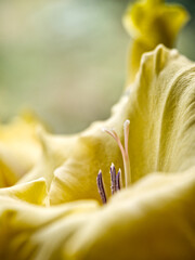 Gladiole_Gleb_P1360033