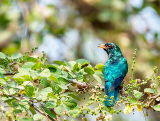 Male Asian emerald cuckoo perching on the branch , Thailand
