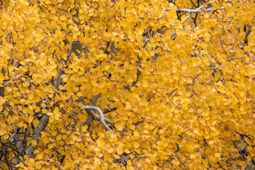 Yellow Birch Tree (Betula) leaves in fall
