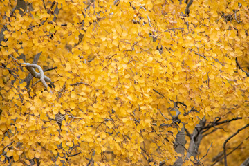 Yellow Birch Tree (Betula) leaves in fall