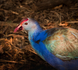 ground bird species  beautiful colors, blue-green and red-billed beaks are very beautiful birds in nature.