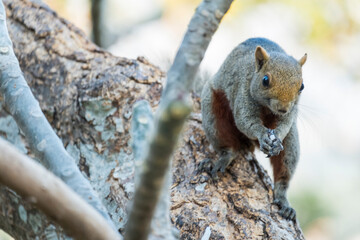 The fat brown squirrel foraging on branches, often with people to feed.