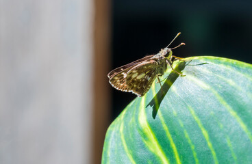 Brown moths perched on the leaves are part of nature.