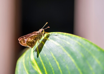Brown moths perched on the leaves are part of nature.