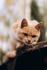 Fototapeta premium portrait of a beautiful ginger cat plays on the visor, photo bottom view