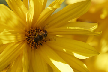 bees pollination yellow flowers, bee collecting pollen close-up