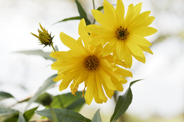 bright yellow bush daisy