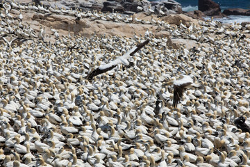 Lambert's Bay Bird Island lies about 100 m off the shore of Lambert’s Bay on the Cape’s West Coast, South Africa. The island is populated with 20 000 gannets.