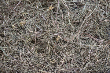 Background or texture hay, dried grass, horizontal, top view