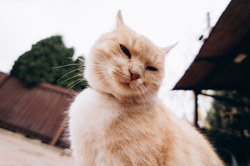 funny portrait of a ginger cat shot with a wide-angle lens