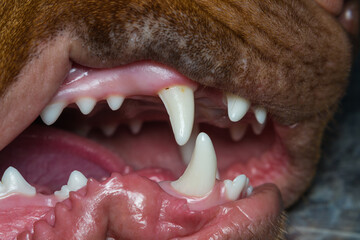 young dog teeth close-up, 6 months old
