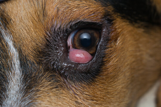 beagle puppy mix with cherry eye before surgery