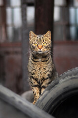 Cat of the day © Iwona JB