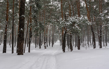 Winter forest. A heavy snowfall covered the trees. There are white drifts and snow-covered branches all around. Beautiful nature.