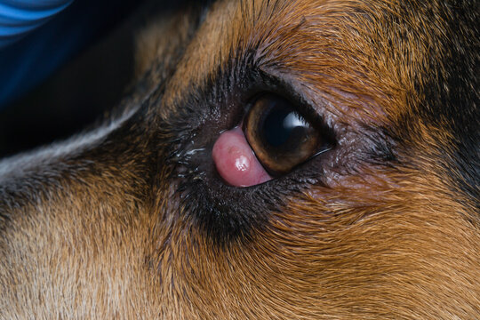 beagle puppy mix with cherry eye before surgery