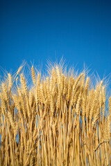 Wheat field and blue sky with