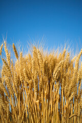 Naklejka premium Wheat field and blue sky with