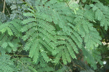 fern leaves