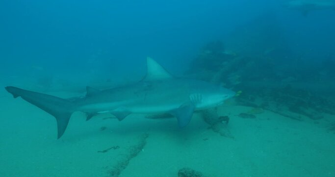 Bull Shark (Carcharhinus leucas). reefs of the Sea of Cortez, Pacific ocean. Cabo Pulmo, Baja California Sur, Mexico. The world's aquarium.