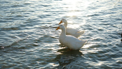 Obraz premium アヒル 