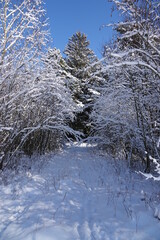 verschneiter Weg / snowy path
