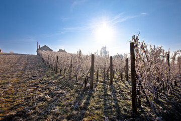 Fototapeta na wymiar Vineyard in winter frost on sunny day view