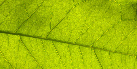 Beautiful leaf veins for background