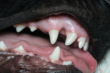 young dog teeth close-up, 6 months old