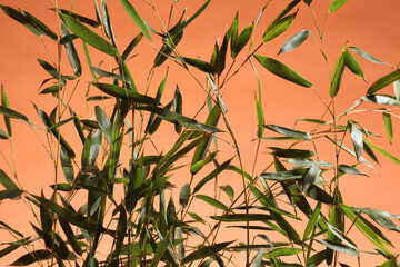 close up on bamboo branches on orange background
