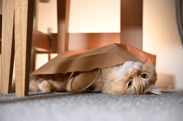 紙袋に隠れる猫（マンチカン）