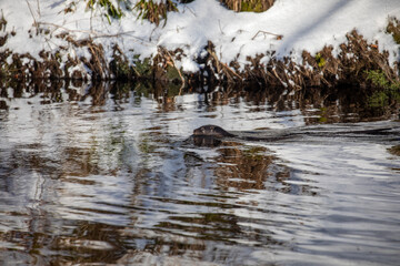Eurasian otters, lutra lutra, in a river during winter with snow on bank and branches, taken in scotland. - 413180171