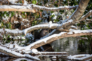 Eurasian otters, lutra lutra, in a river during winter with snow on bank and branches, taken in scotland. - 413180177