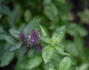 Fresh green and purple basil on a dark background. Food background.