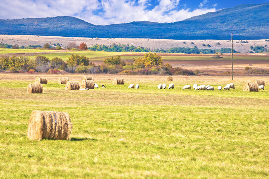Krbava field. Scenic rural landscape and sheep farming in Lika region