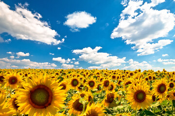 Agricultural landscape. Yellow endless sunflower field under blue sky view