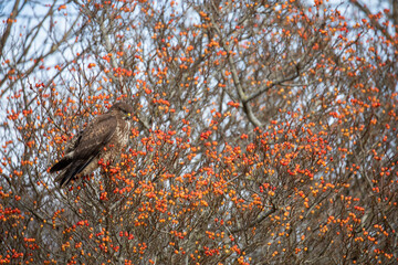 Common buzzard, Buteo buteo, perched on a tree surrounded by red berries during winter in scotland. - 413181596