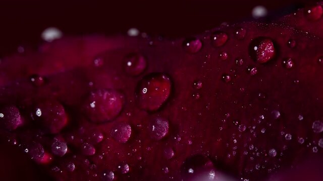 Frozen rose macro
