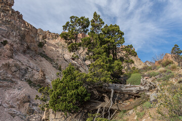 Fallen Austrocedrus chilensis tree in the mountains near path trail in Esquel, Patagonia, Argentina