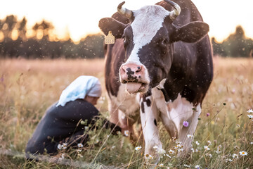 Woman in white scarf milking cow in field at sunset in summer.