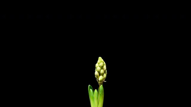 4K Time Lapse of growing and opening pink Hyacinth flower, isolated on black background. Time-lapse of opening flower buds.