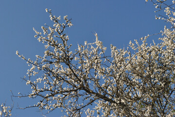 Springtime Blossom on Branches of Tree seen against Blue Sky 