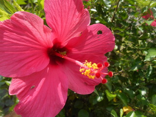( Hibiscus rosa-sinensis )