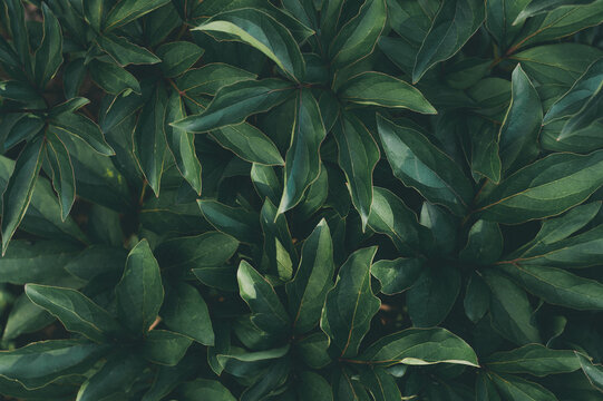 Foliage of green peony, abstract texture leaf, nature pattern background