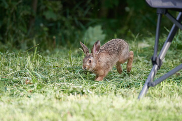 Wildkaninchen in urbaner Umgebung	